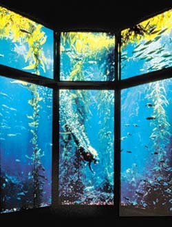 Monterey Bay Aquarium