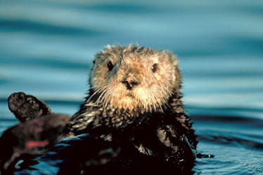 Sea Otter