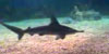Aquarium Sharks WebCam