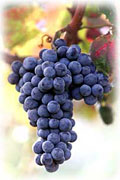 wine grapes