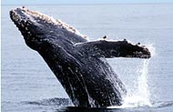 humpback whale