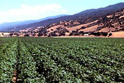 Monterey Agriculture