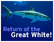 Return of the Great White