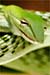 Vine snake