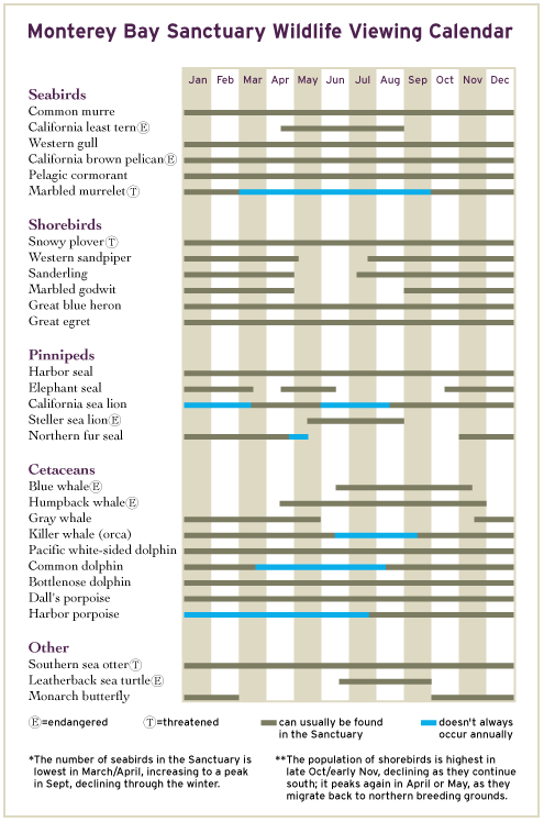 Monterey Bay Sanctuary Wildlife Viewing Calendar